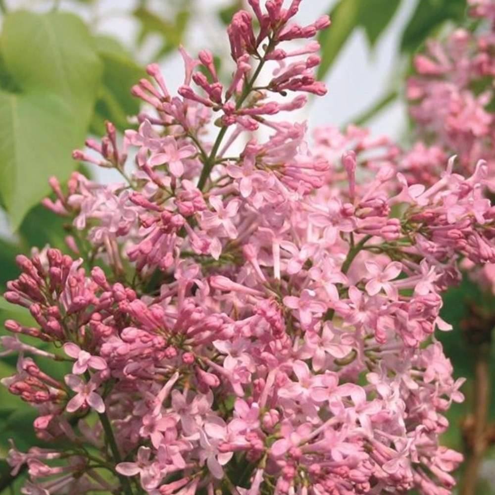 Liliac Nobil Californian Rose (Syringa), flori roz delicat foarte parfumate, inflorire timpurie, crestere rapida, iubitor de soare