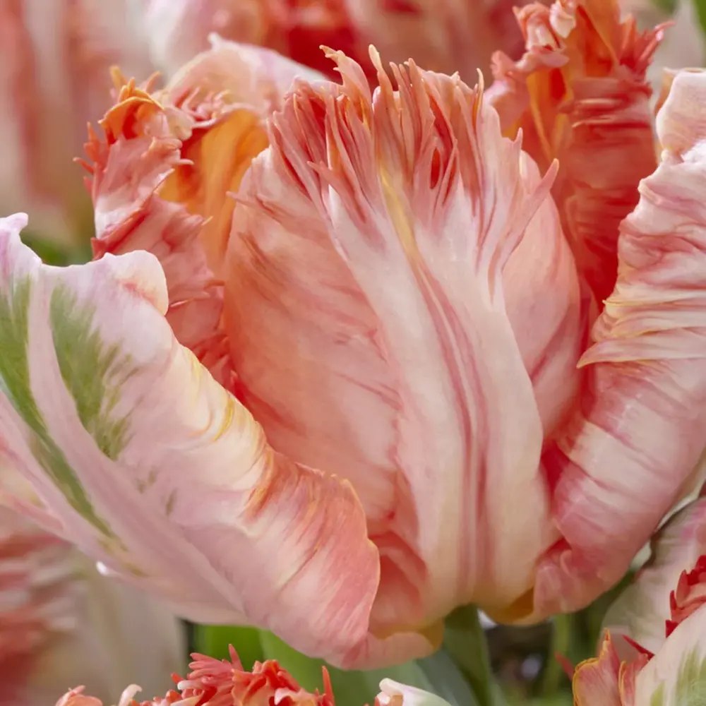 Bulbi Lalele Apricot Parrot, set de 7 bulbi cu flori piersica roz-galben, duble, parfumate, rezistenti la frig