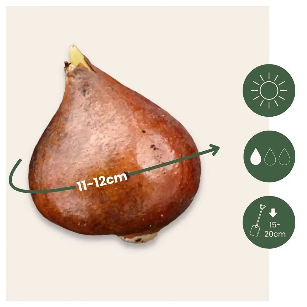 Bulbi Lalele Triumph Pink, set de 5 buc cu flori roz, inflorire aprilie, crestere rapida