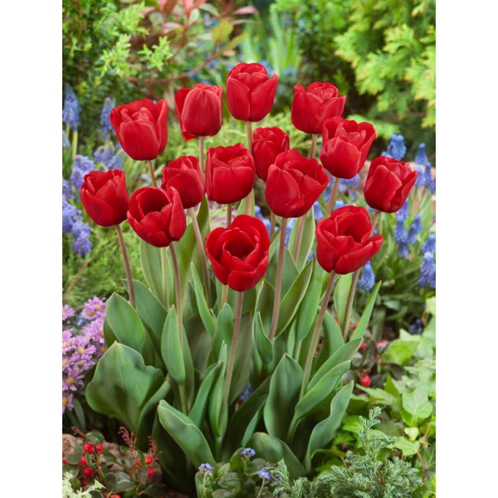 Bulbi Lalele Escape, set 7 buc cu flori rosu, inflorire aprilie, rezistenti la frig