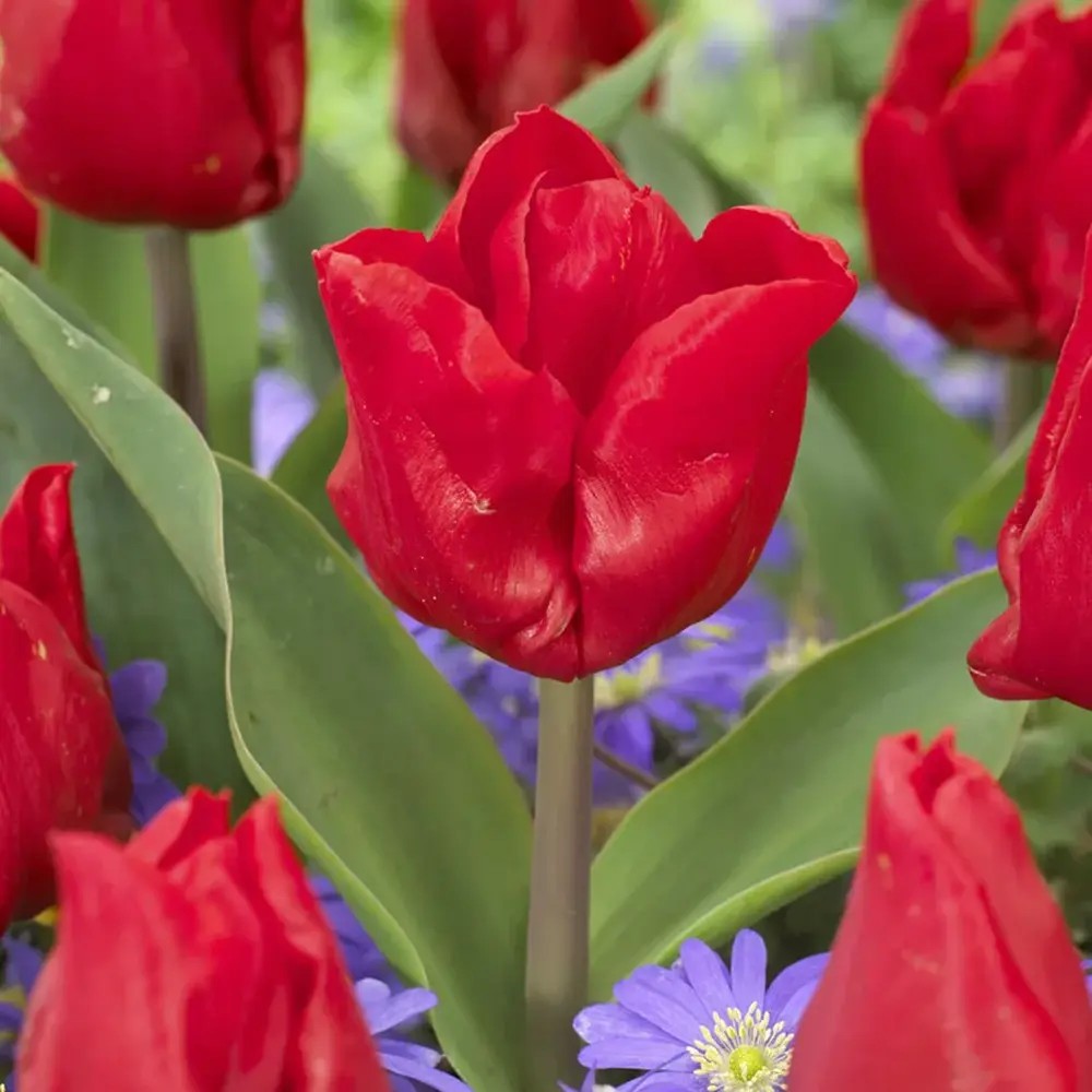 Bulbi Lalele Escape, set 7 buc cu flori rosu, inflorire aprilie, rezistenti la frig