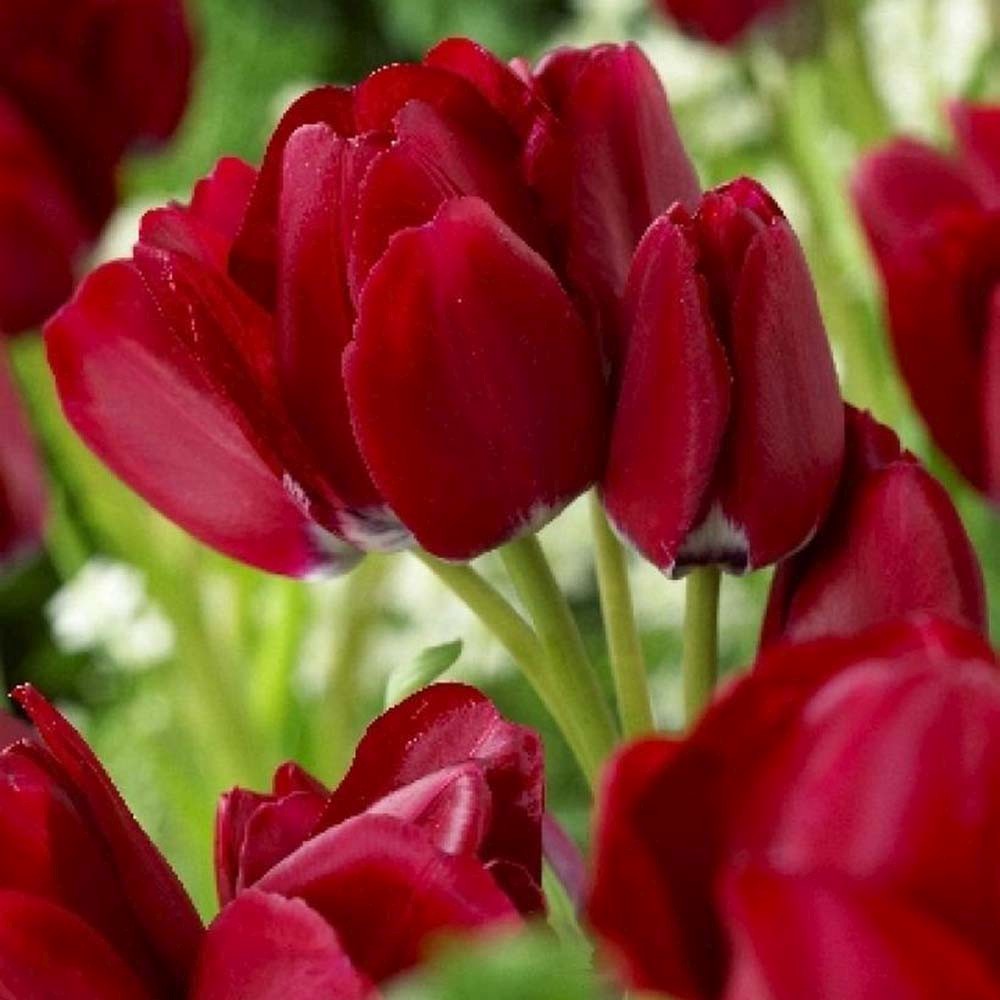 Bulbi Lalele Fiery Club, set de 7 buc cu flori rosii, inflorire aprilie, rezistent la frig