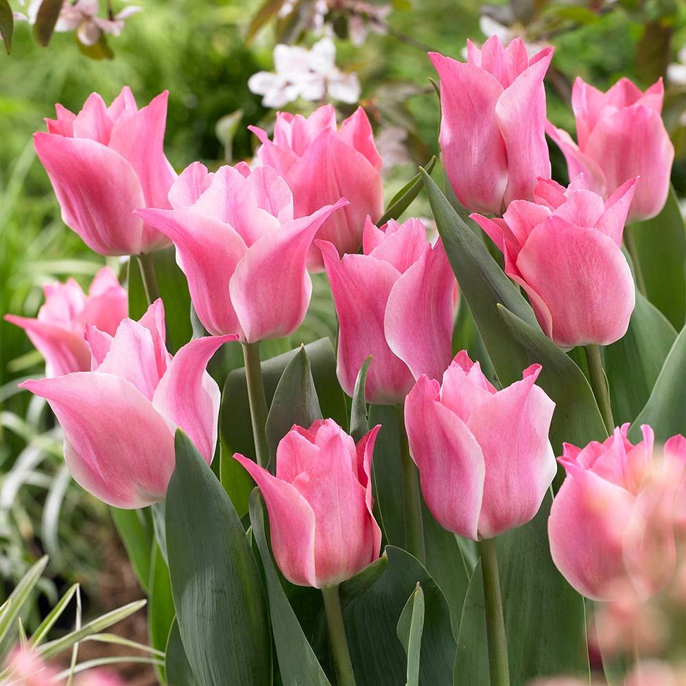 Bulbi Lalele Miss Elegance, set de 7 buc cu flori roz crem, inflorire aprilie, crestere rapida