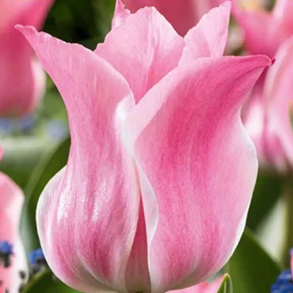 Bulbi Lalele Miss Elegance, set de 7 buc cu flori roz crem, inflorire aprilie, crestere rapida