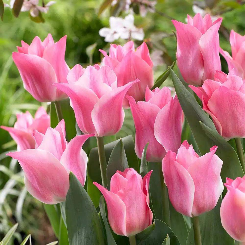 Bulbi Lalele Miss Elegance, set de 7 buc cu flori roz crem, inflorire aprilie, crestere rapida