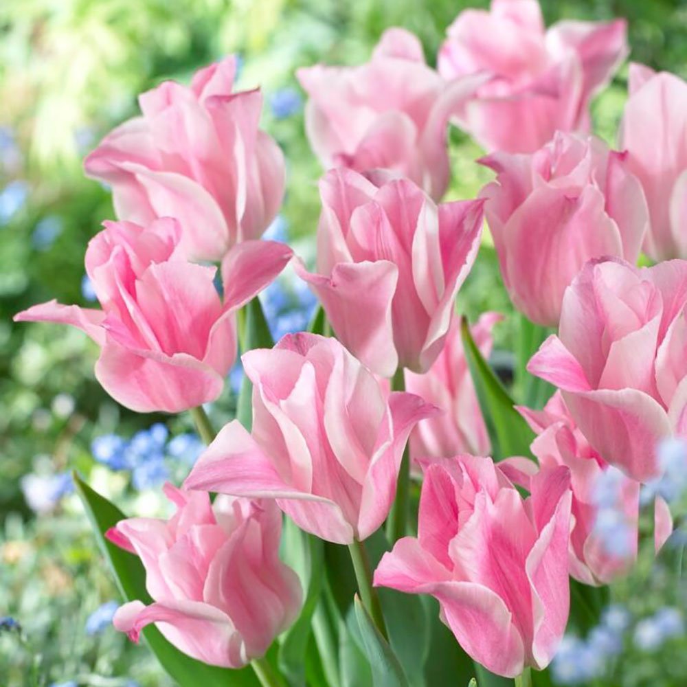 Bulbi Lalele Miss Elegance, set de 7 buc cu flori roz crem, inflorire aprilie, crestere rapida