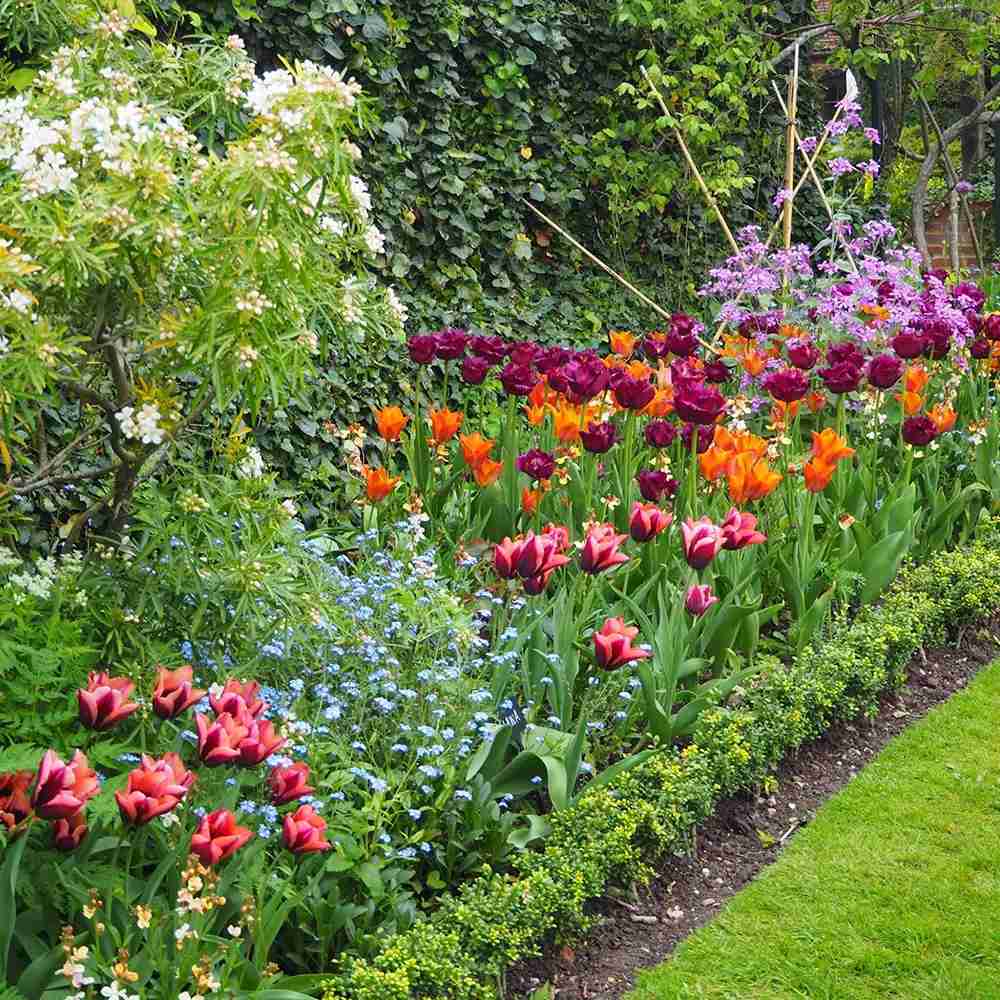 Bulbi Lalele Request, set de 7 buc cu flori crem-portocaliu cu accente mov, inflorire aprilie, rezistent la frig