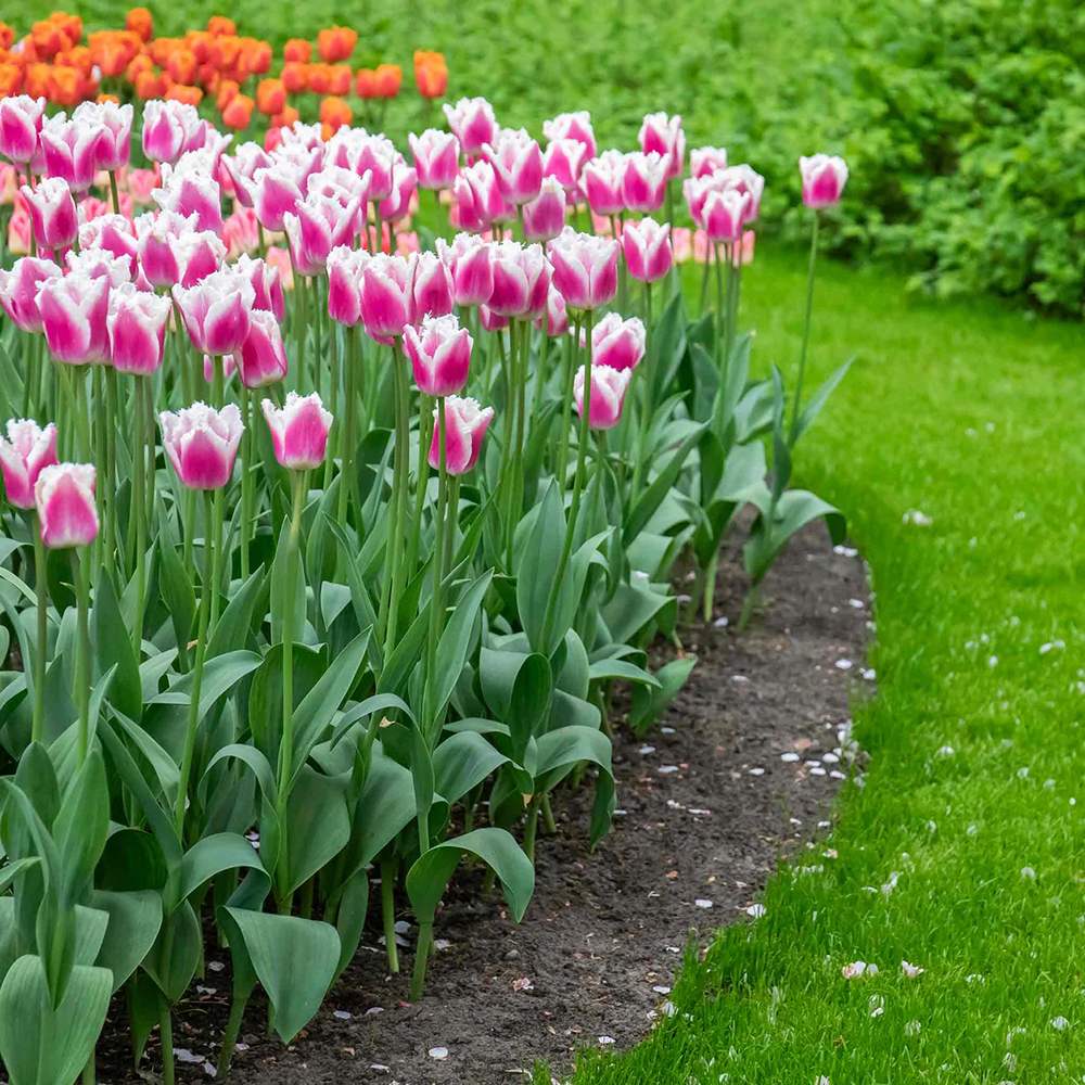 Bulbi Lalele Siesta, set de 7 buc cu flori duble roz-alb, crestere rapida, rezistent la frig