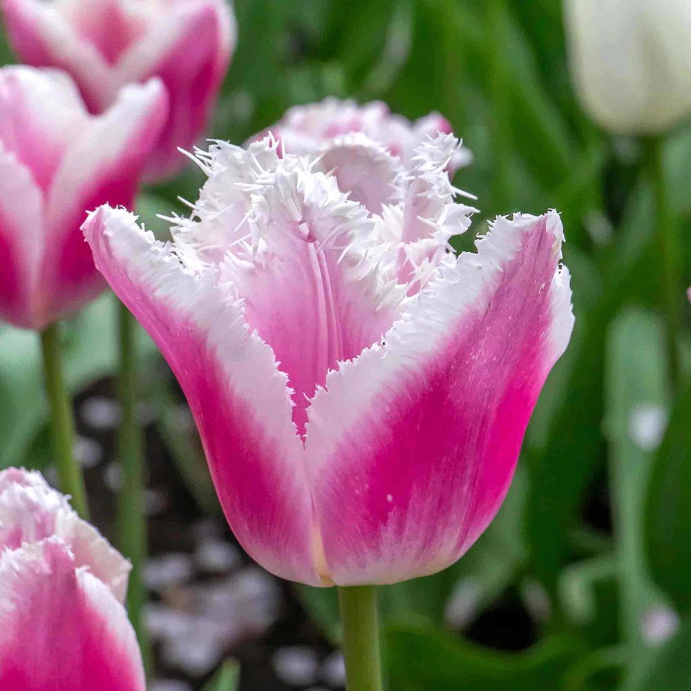 Bulbi Lalele Siesta, set de 7 buc cu flori duble roz-alb, crestere rapida, rezistent la frig