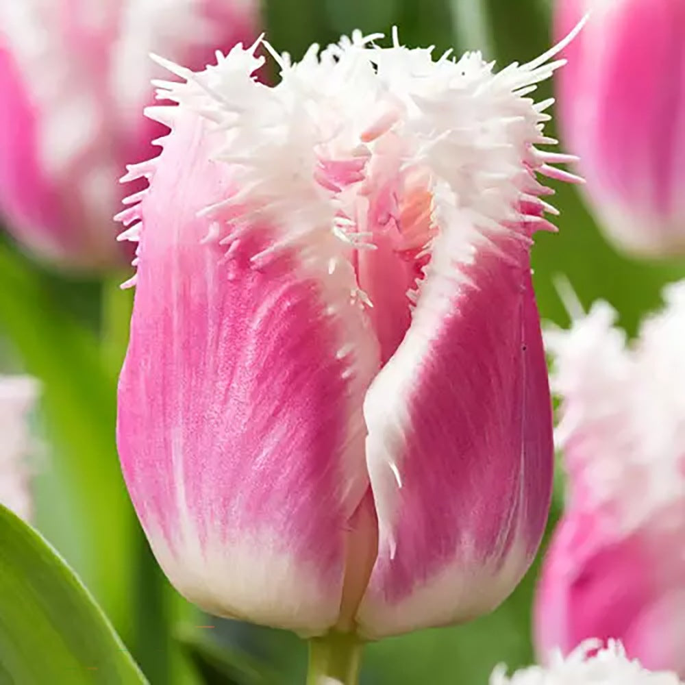 Bulbi Lalele Siesta, set de 7 buc cu flori duble roz-alb, crestere rapida, rezistent la frig