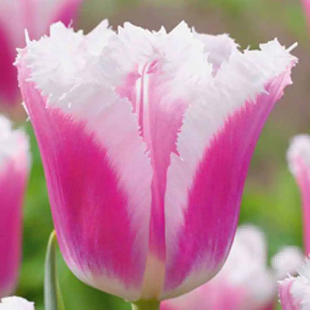 Bulbi Lalele Siesta, set de 7 buc cu flori duble roz-alb, crestere rapida, rezistent la frig