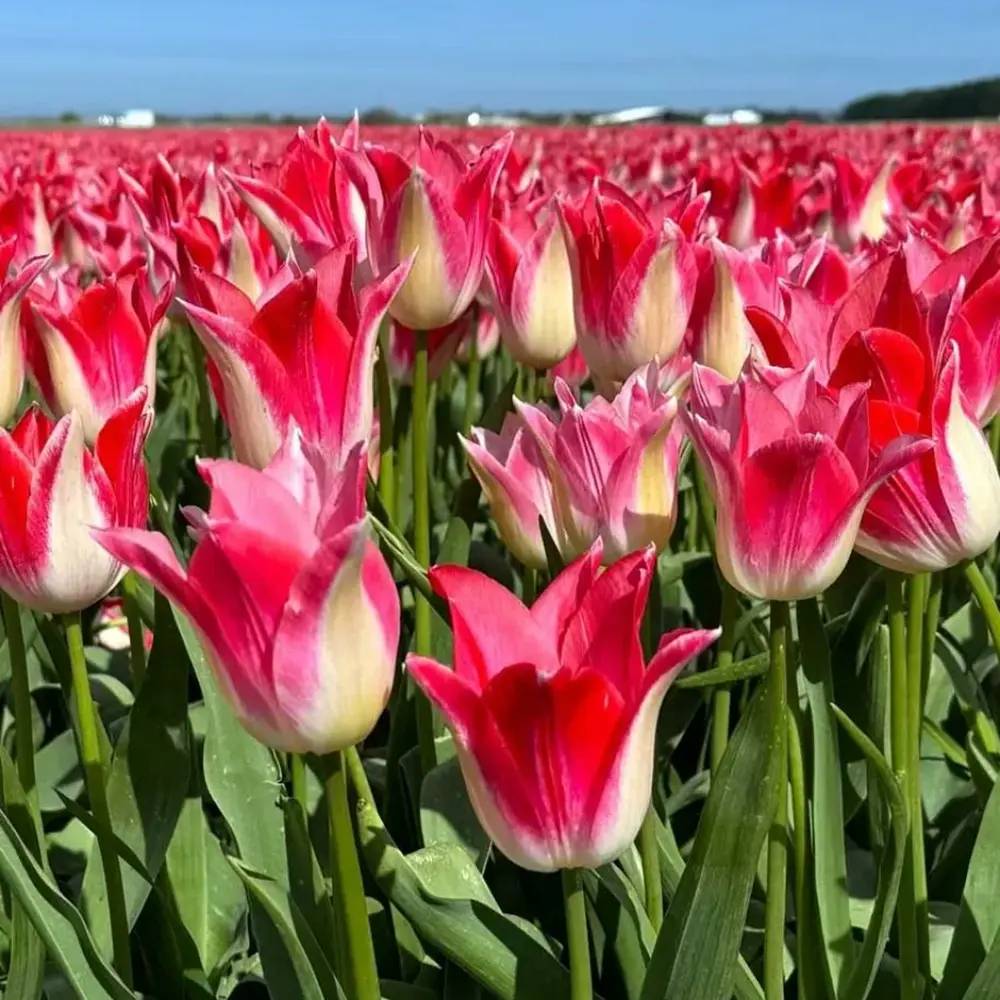 Bulbi Lalele Strawberry Romanoff, set de 7 buc cu flori rosu-visiniu si alb, inflorire aprilie, rezistent la frig