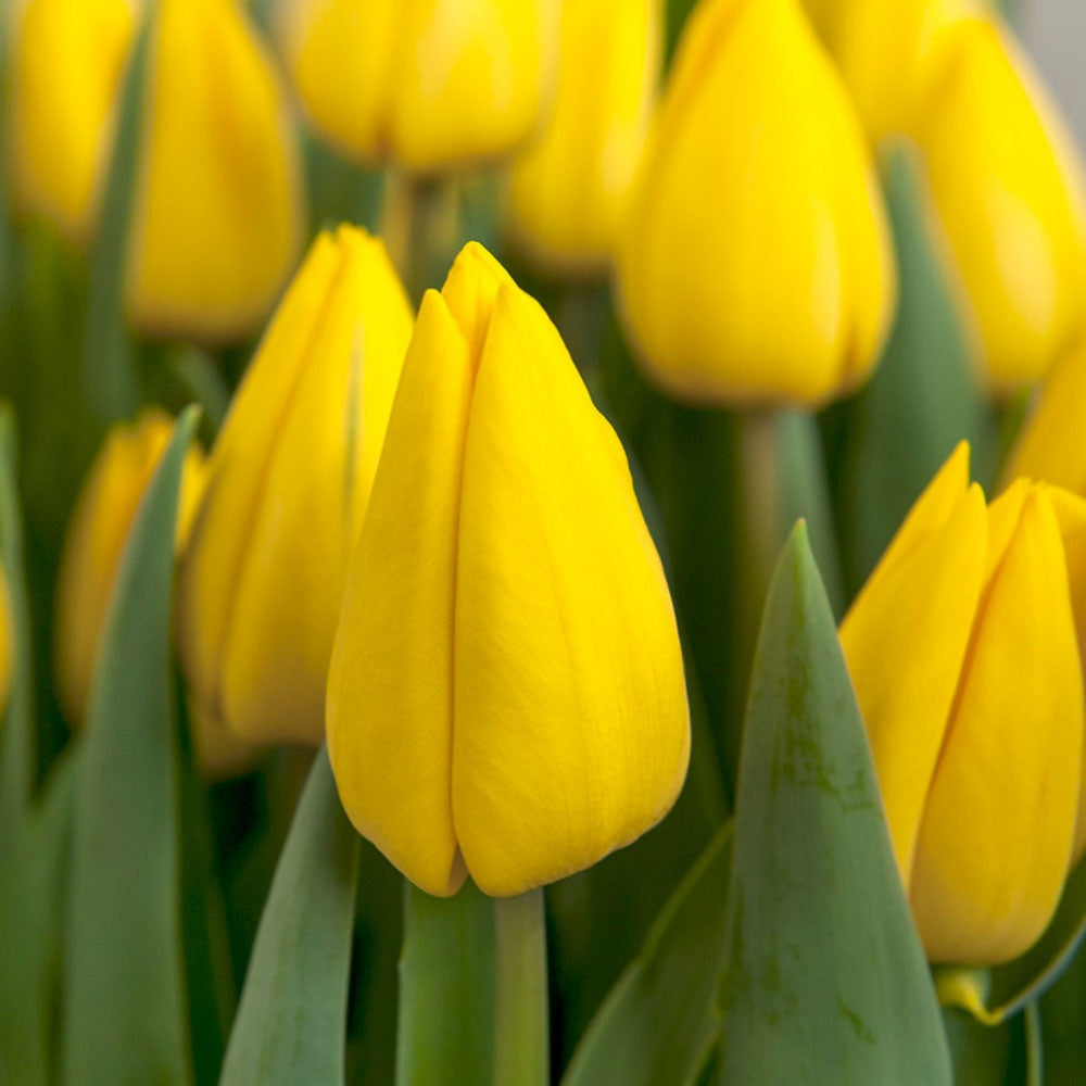 Bulbi Lalele Triumph Yellow, cu flori galbene, set de 5 bulbi