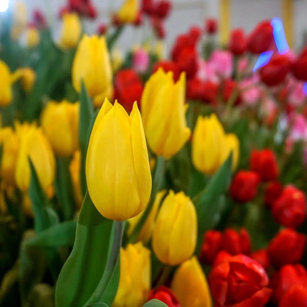 Bulbi Lalele Triumph Yellow, cu flori galbene, set de 5 bulbi