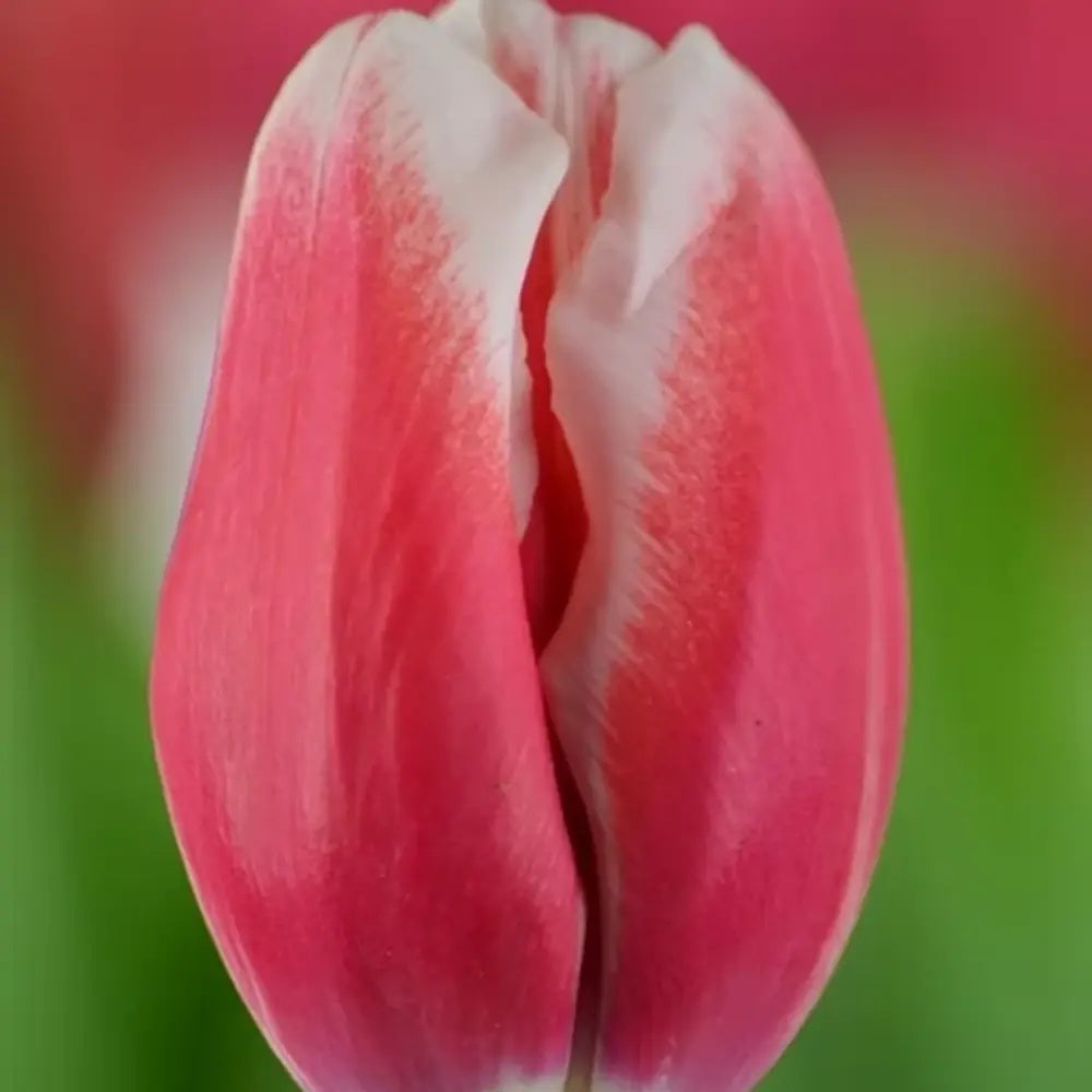 Bulbi Lalele Universum, set de 7 buc cu flori rosu-visiniu-alb, inflorire aprilie, rezistent la frig