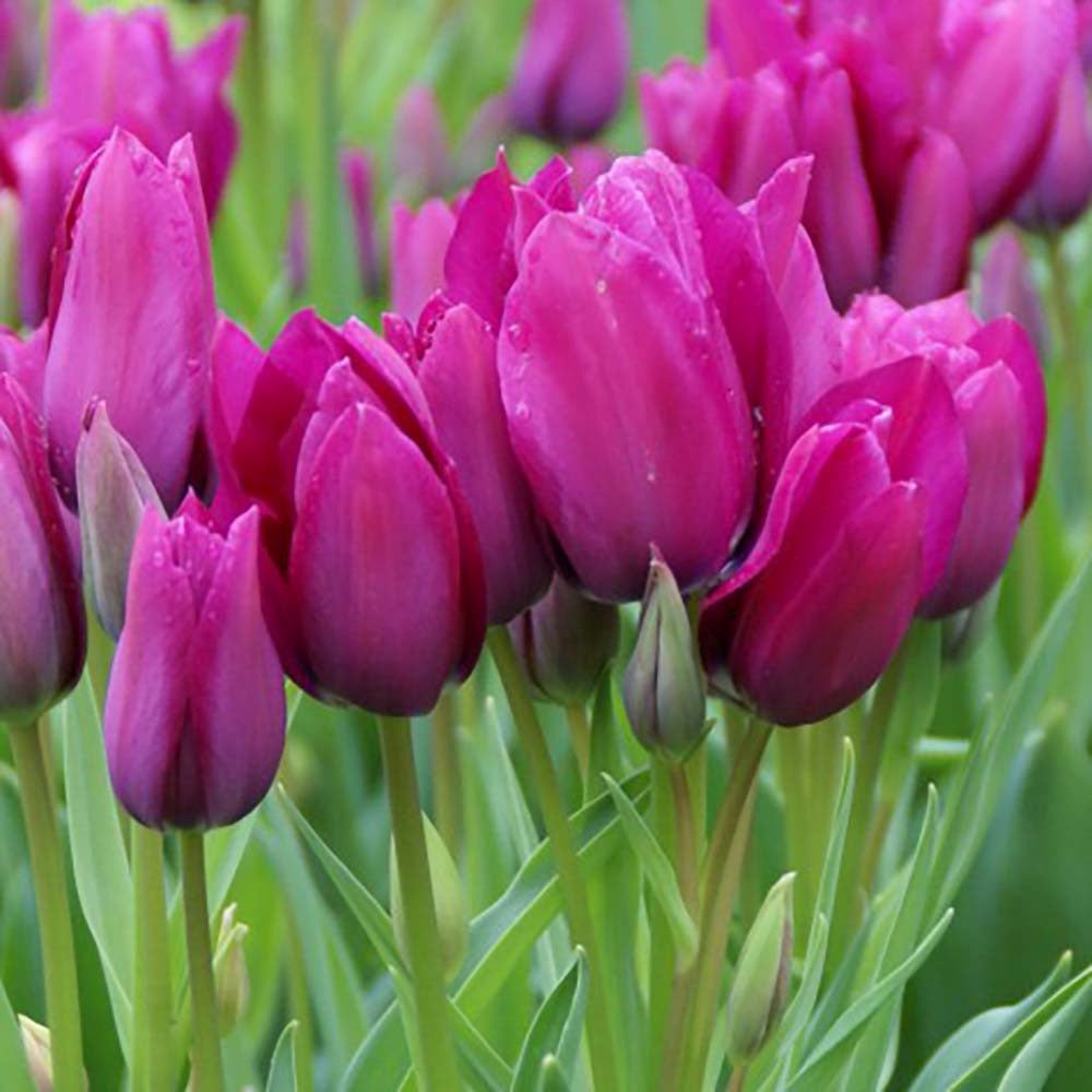 Bulbi Lalele Night Club, set de 7 buc cu flori violet intens, inflorire aprilie, crestere rapida