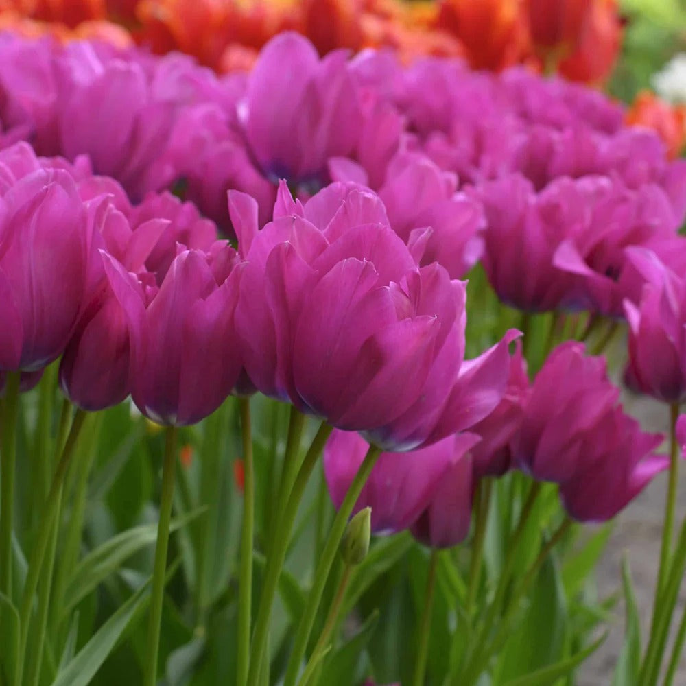 Bulbi Lalele Night Club, set de 7 buc cu flori violet intens, inflorire aprilie, crestere rapida