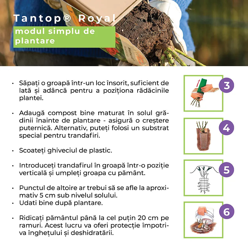 Trandafir tarator roz-magenta Hobby, cu inflorire repetata