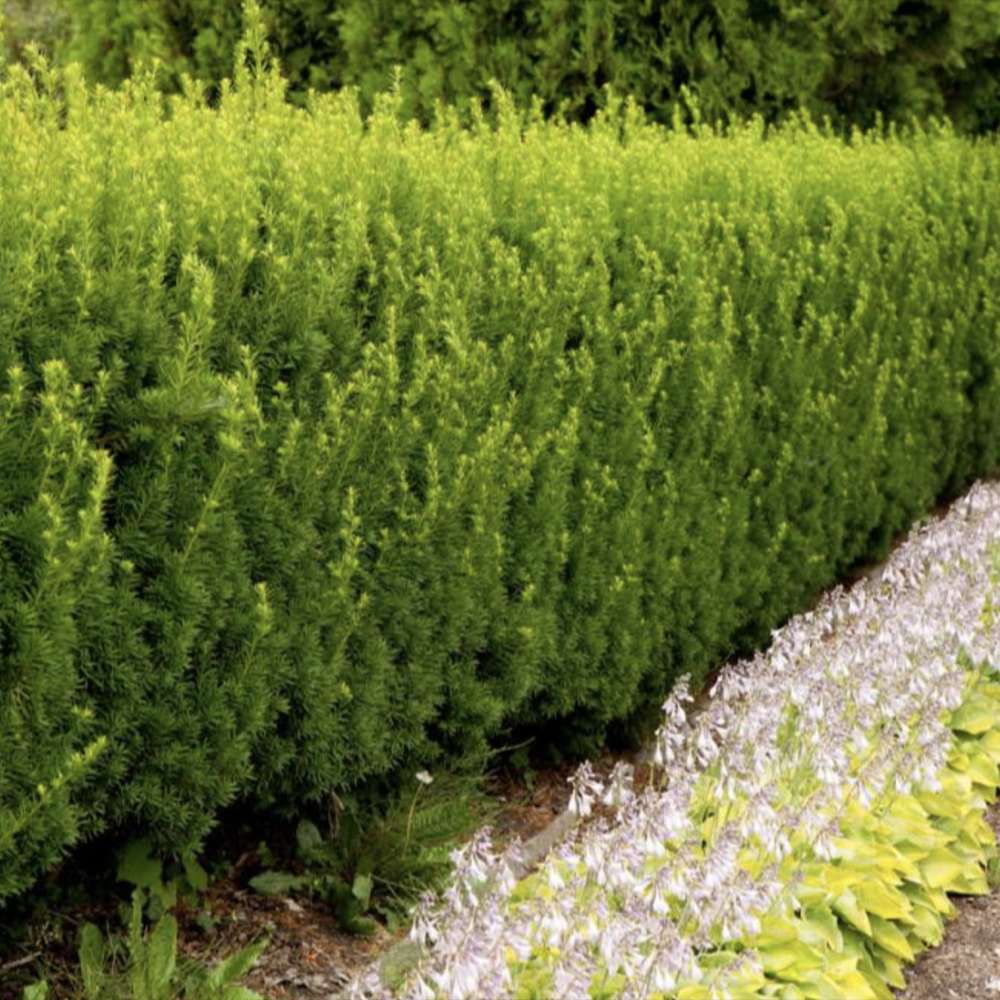 Tisa Ornamentala Hicksii (Taxus Baccata) vesnic verde, ideala pentru gard viu, bobite rosii, planta peisajistica