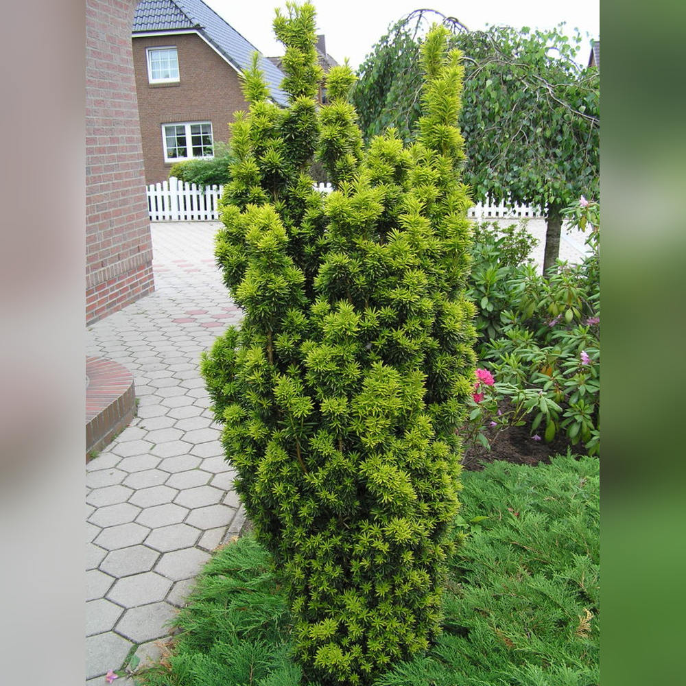 Tisa Columnar Auriu (Taxus Baccata Aureamarginata), ace verde-inchis cu margini galben-aurii, port columnar