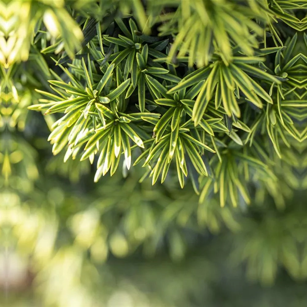 Tisa Columnar Auriu (Taxus Baccata Aureamarginata), ace verde-inchis cu margini galben-aurii, port columnar