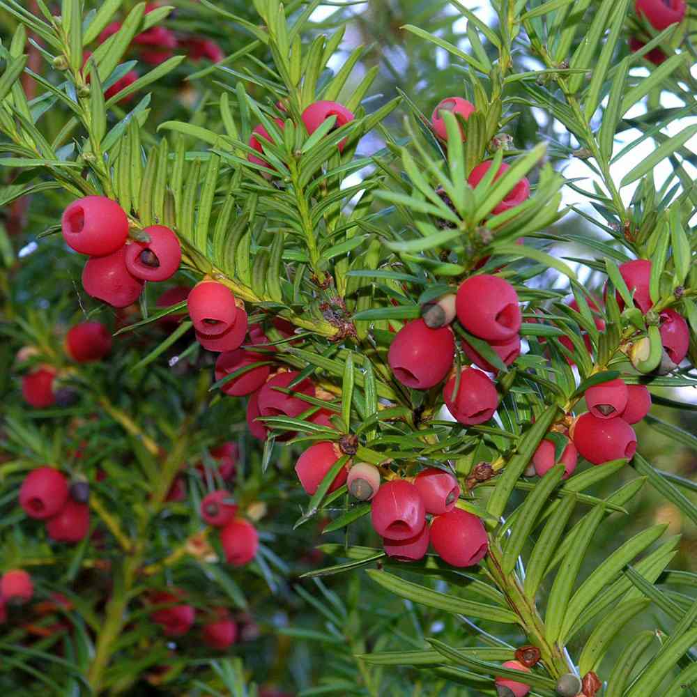 Tisa Columnar Robusta (Taxus Baccata), conifer vesnic verde pentru gard viu sau planta solitara