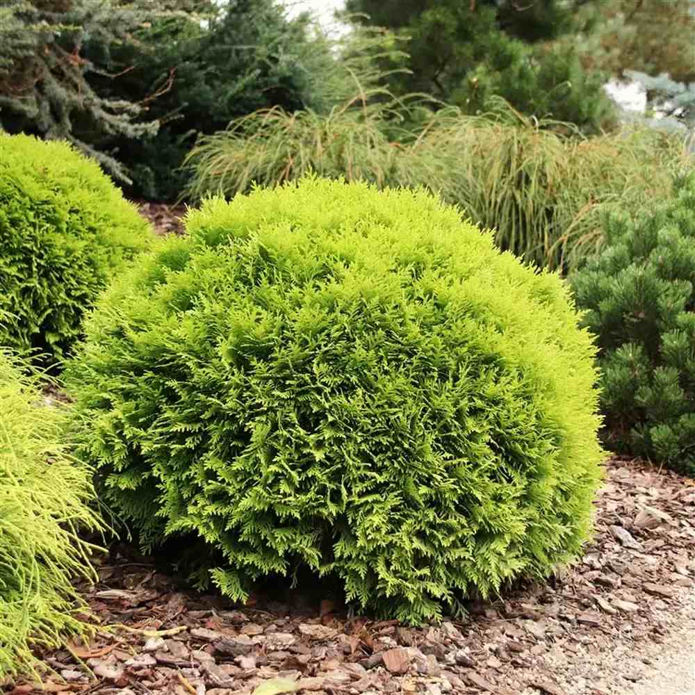Tuia globulara Mirjam, conifer cu frunzis galben-verzui, forma rotunda, ideal pentru incepatori