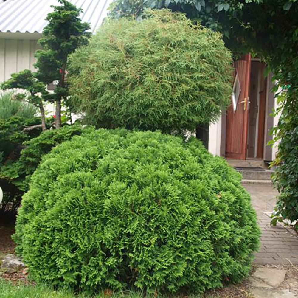 Tuia verde Danica, globular, vesnic verde, solitar sau gard viu