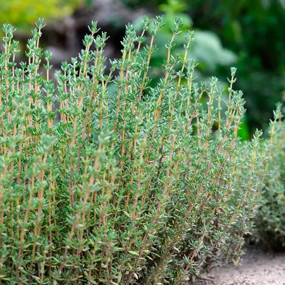 Cimbrisor Faustini, planta aromatica taratoare, parfumata, cu flori roz, pentru soare si rocarii Planta