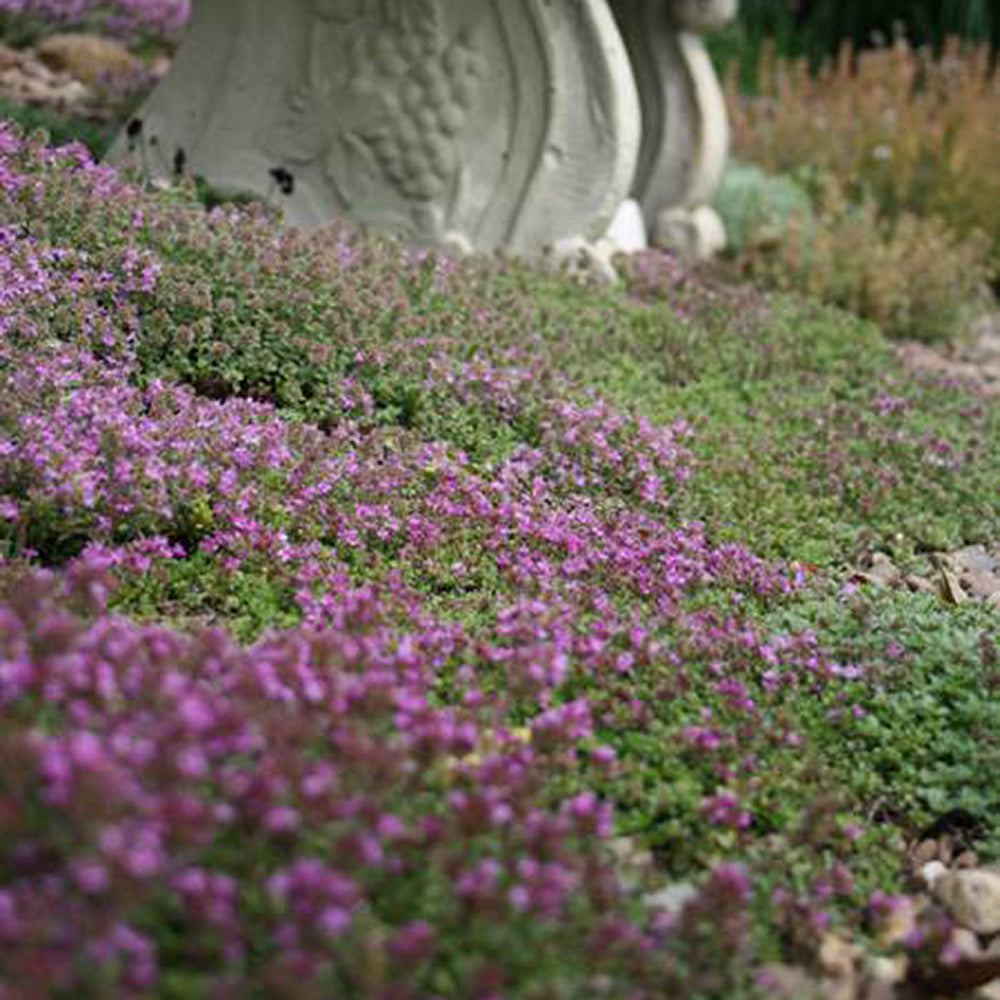 Cimbrisor rosu Creeping Red, tarator si intens aromat