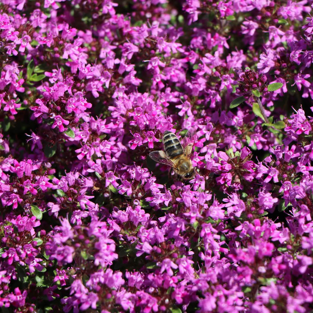 Cimbrisor rosu Creeping Red, tarator si intens aromat