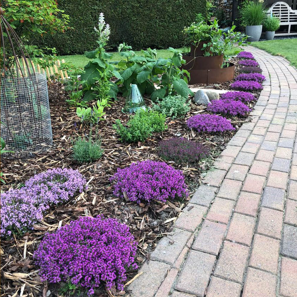 Cimbrisor rosu Creeping Red, tarator si intens aromat