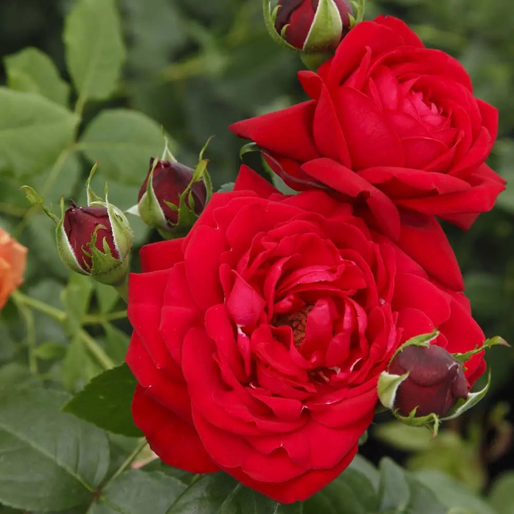 Trandafir Teahibrid rosu Tiamo, cu inflorire repetata