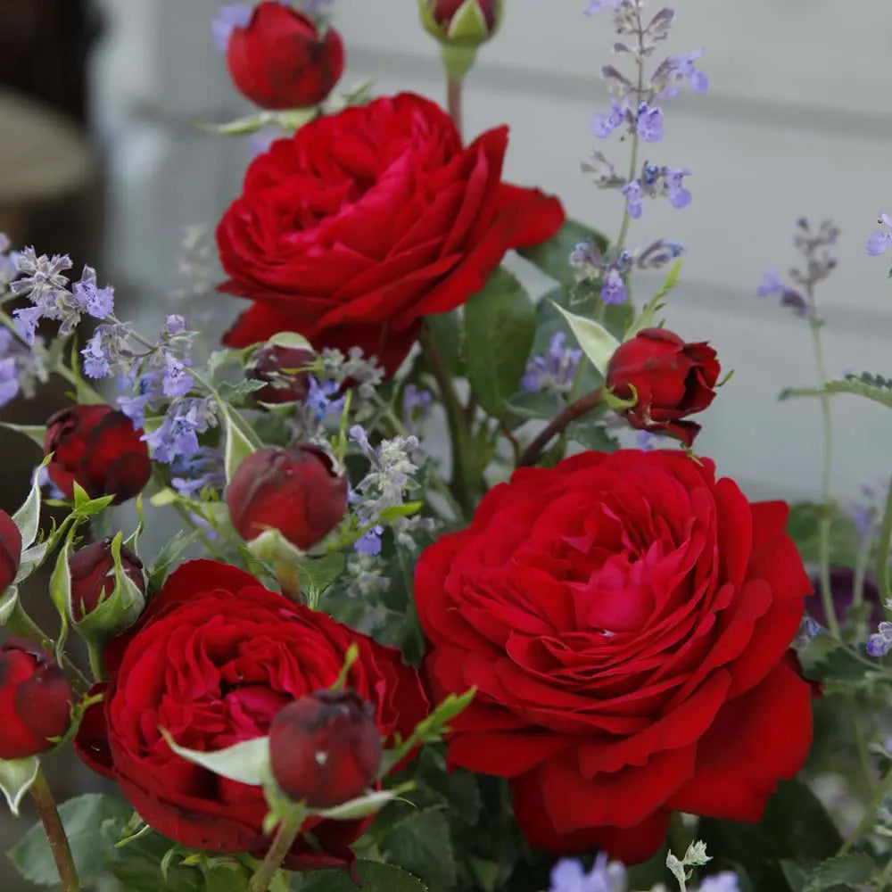 Trandafir Teahibrid rosu Tiamo, cu inflorire repetata