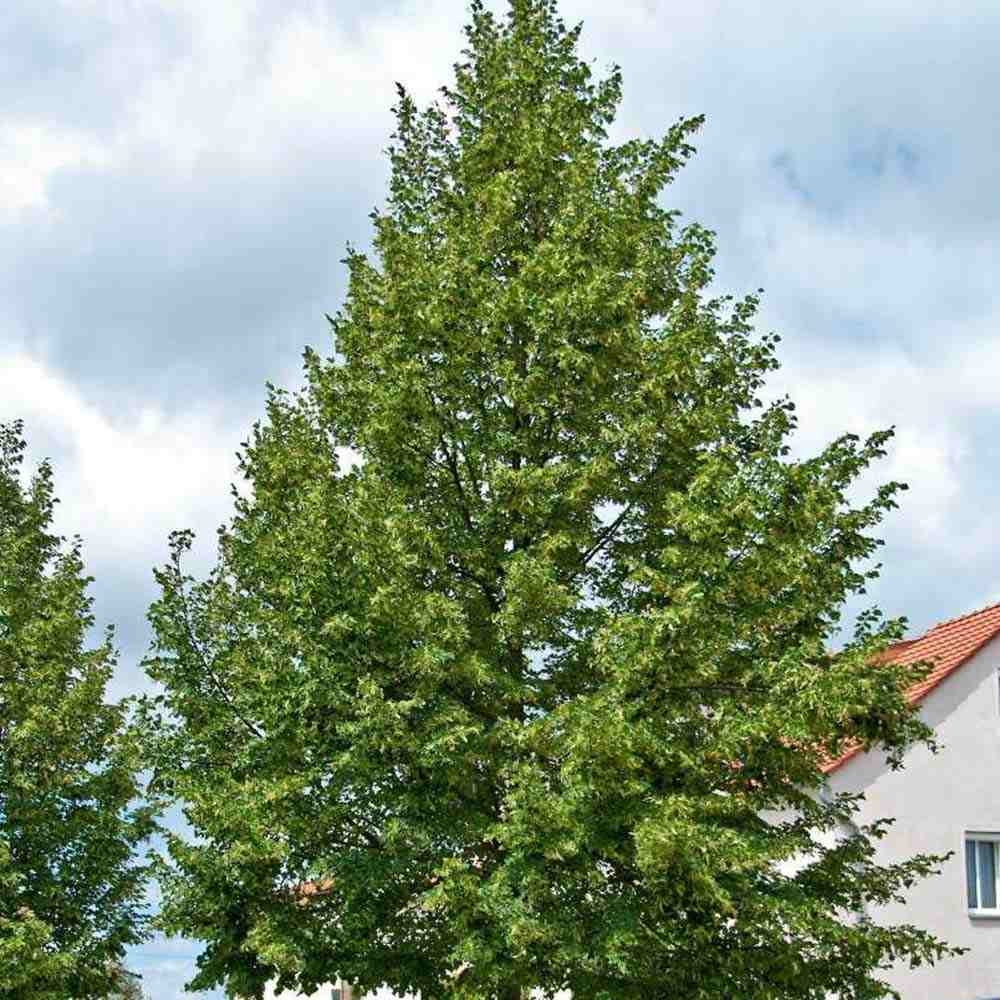 Tei cu Frunza Mica (Tilia Cordata) Greenspire, arbore ornamental cu flori parfumate galben-crem, coroana piramidala eleganta