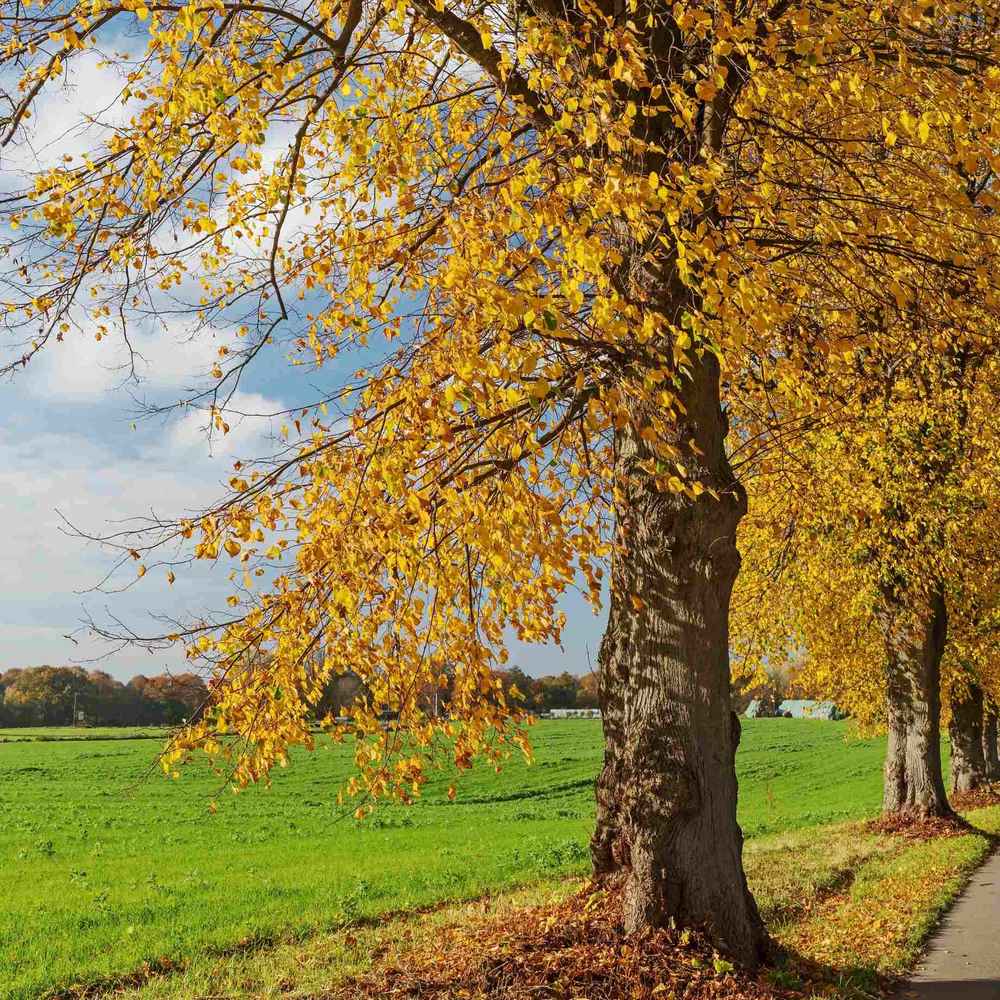 Tei auriu mongolica Harvest Gold (Tilia Cordata), arbore cu frunzis auriu toamna, flori parfumate, coroana piramidala eleganta, rezistent la poluare urbana