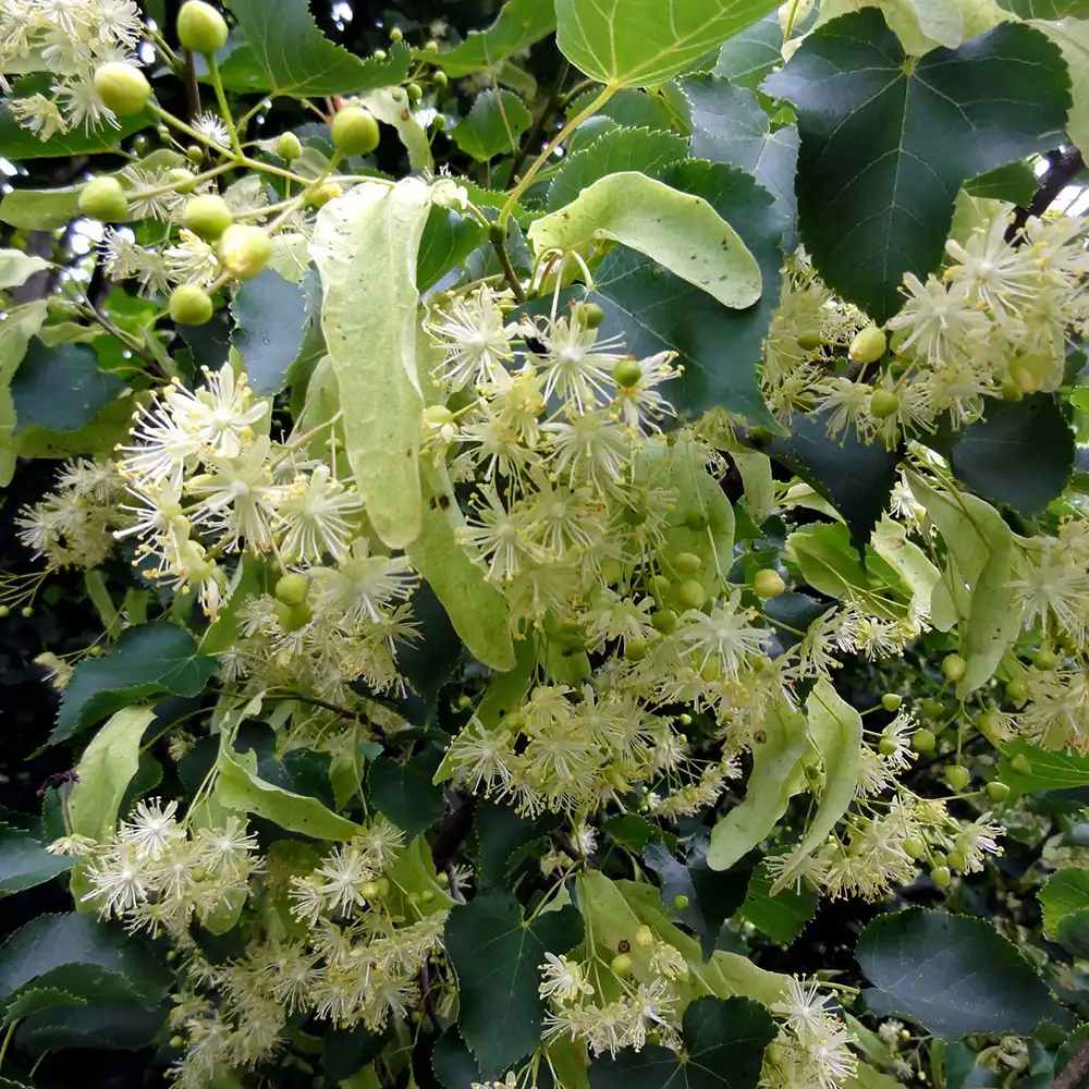 Tei cu Frunza Mica (Tilia Cordata) Rancho - Mirositor