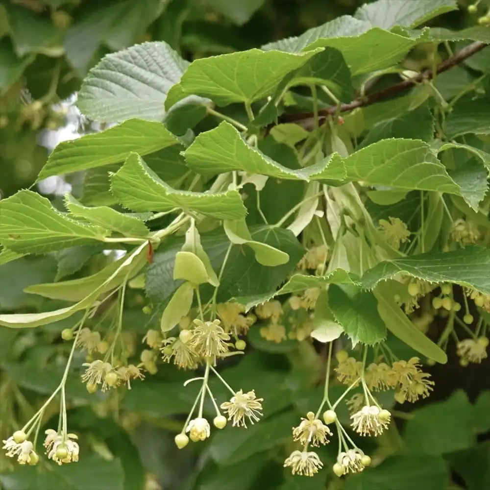 Tei cu Frunza Mica (Tilia Cordata) Rancho - Mirositor
