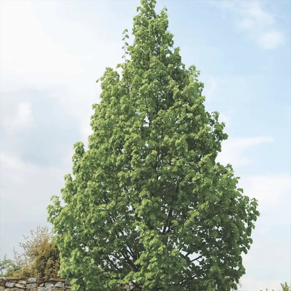 Tei cu Frunza Mica (Tilia Cordata) Rancho - Mirositor