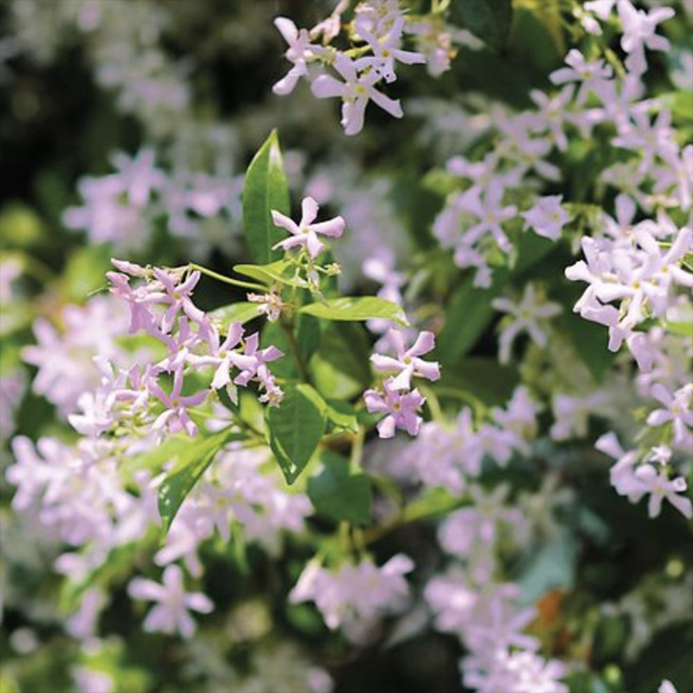 Iasomie Stelata Pink Air, planta cataratoare parfumata cu flori roz, vesnic verde, crestere rapida, rezistenta la frig