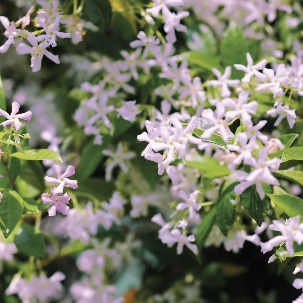 Iasomie Stelata Pink Air, planta cataratoare parfumata cu flori roz, vesnic verde, crestere rapida, rezistenta la frig