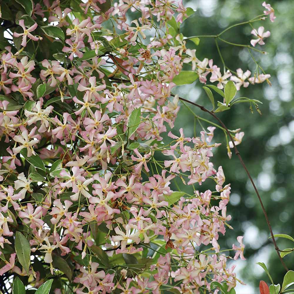 Iasomie Stelata Pink Air, planta cataratoare parfumata cu flori roz, vesnic verde, crestere rapida, rezistenta la frig