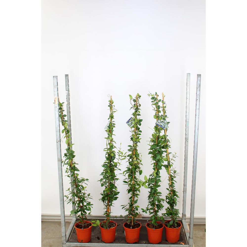 Iasomie Alba Stelata (Trachelospermum Jasminoides), cataratoare, cu flori albe foarte parfumate, cu frunzis vesnic verde, crestere rapida, rezistenta la frig