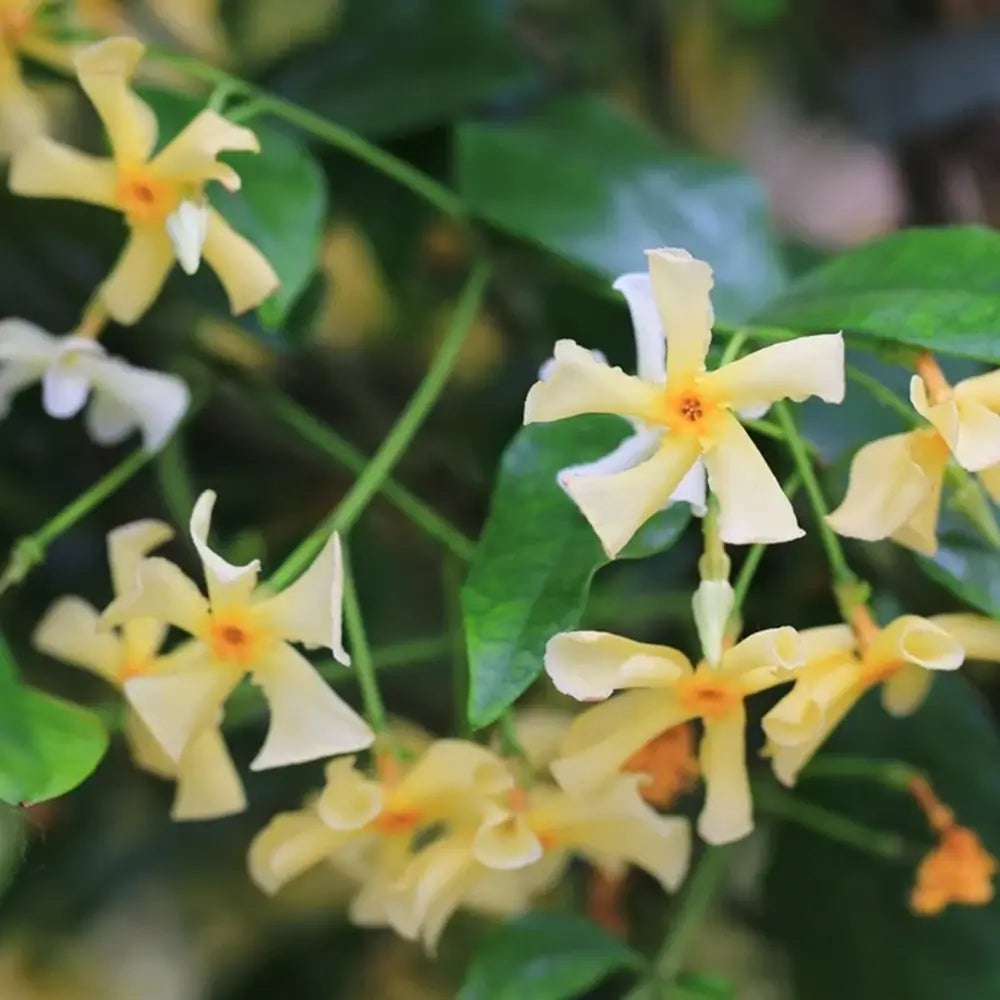 Iasomie Stelata (Trachelospermum asiaticum) Chili & Vanilla, arbust catarator cu flori galbene, cu parfum de vanilie
