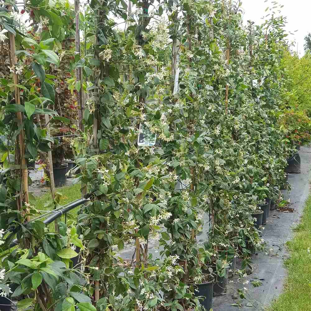 Iasomie Stelata (Trachelospermum asiaticum) Chili & Vanilla, arbust catarator cu flori galbene, cu parfum de vanilie