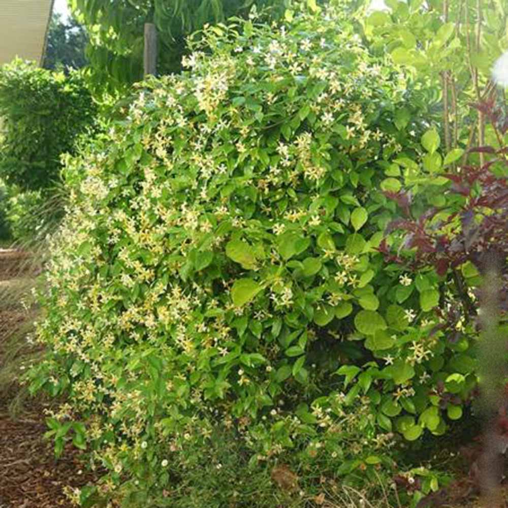 Iasomie Stelata (Trachelospermum asiaticum) Chili & Vanilla, arbust catarator cu flori galbene, cu parfum de vanilie