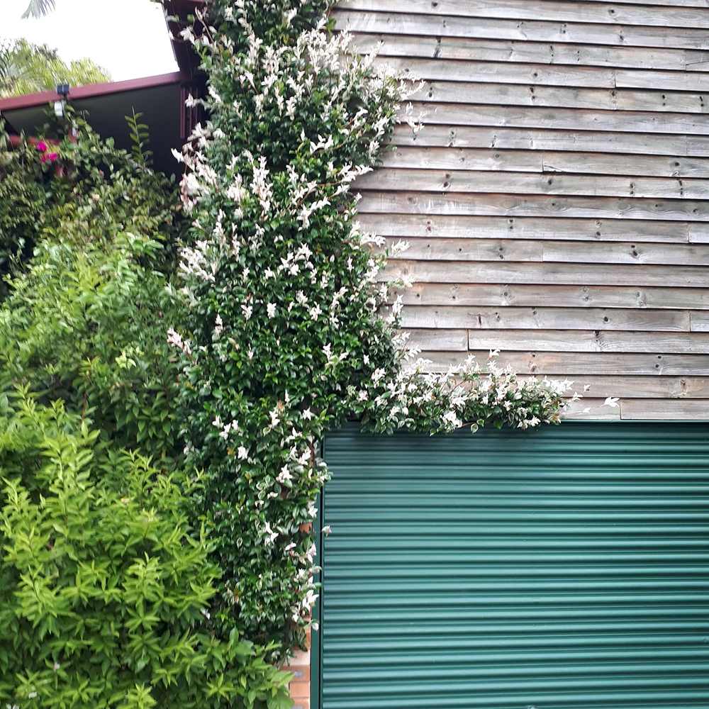 Iasomie Cataratoare Tricolor, cu frunze in 3 culori si flori albe parfumate