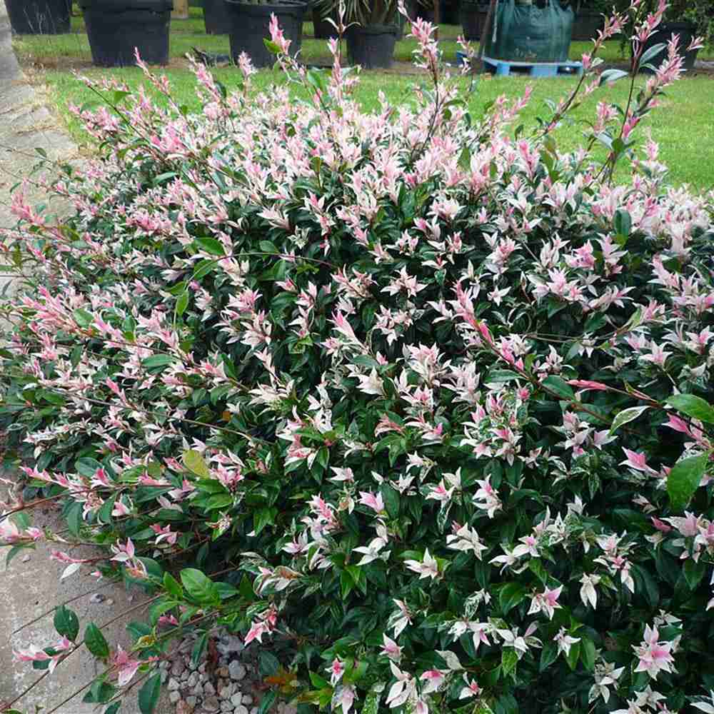 Iasomie Cataratoare Tricolor, cu frunze in 3 culori si flori albe parfumate