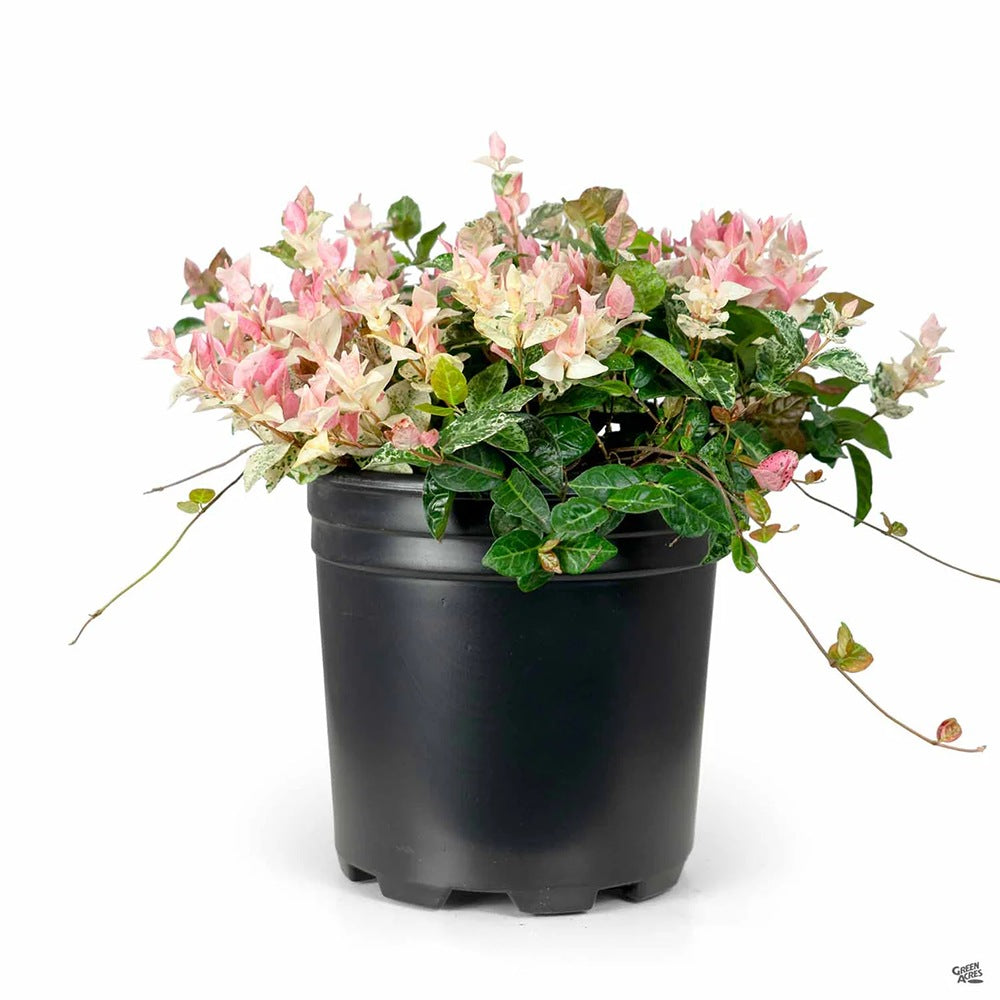 Iasomie Cataratoare Tricolor, cu frunze in 3 culori si flori albe parfumate