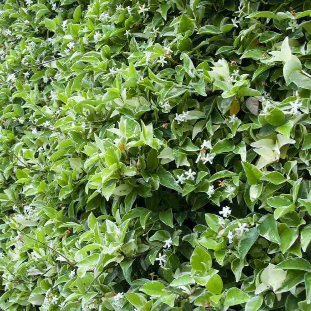 Iasomie Stelata Variegatum (Trachelospermum Jasminoides), planta cataratoare vesnic verde, parfumata, rezistenta frig, frunze verzi cu margini albe-galbene